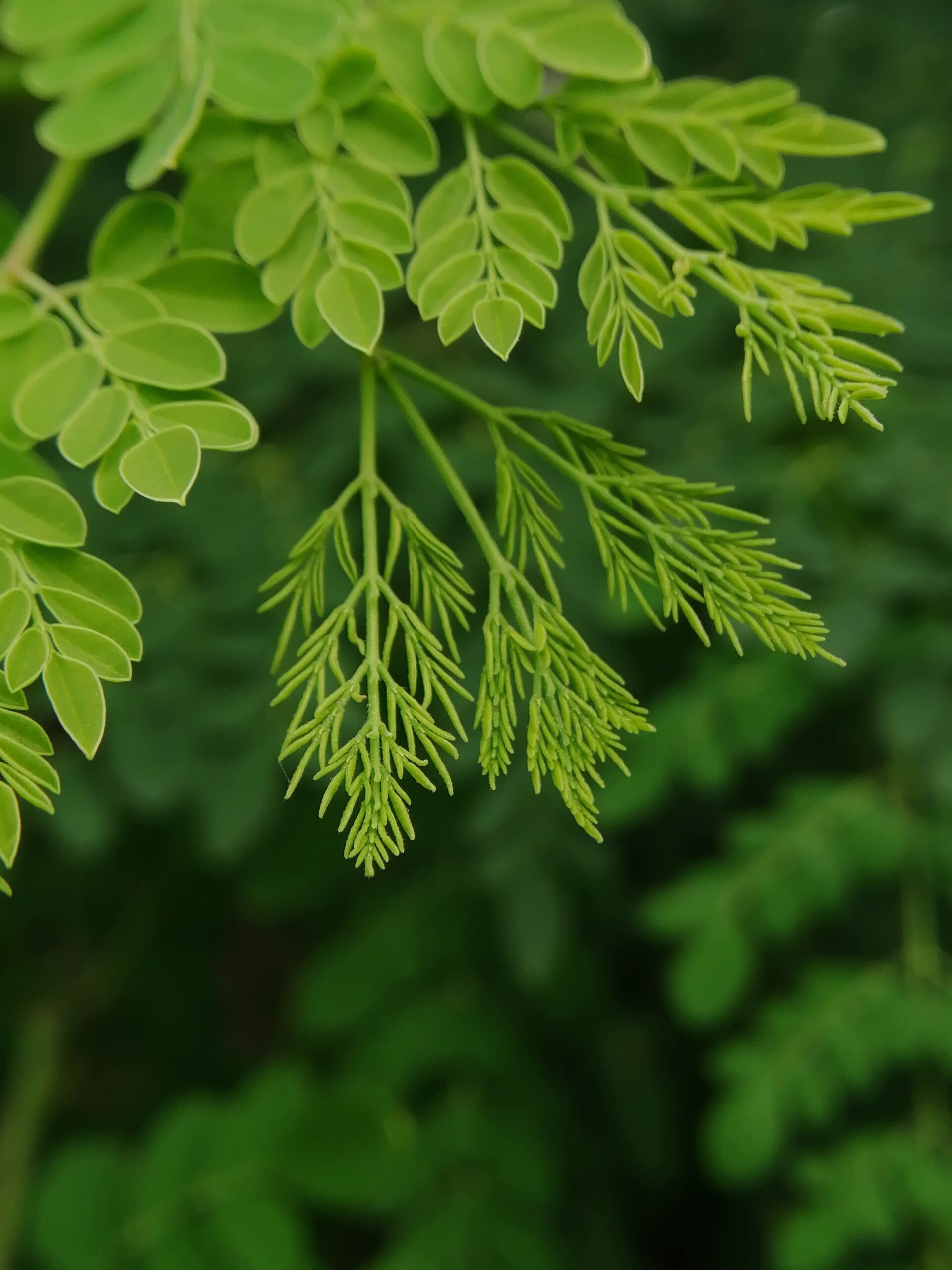 Growing Moringa on Managed Farmland Near Mysore: The Superfood Crop With Exceptional Income Potential