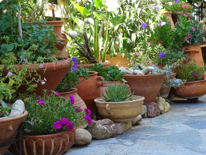 How to Start Organic Vegetable Gardening at Home in India