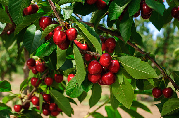 Fruit Orchard Investment in Coorg: What to Know