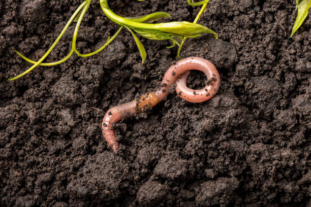 How Does Earthworm Population in Your Agroforestry Soil Predict Long-Term Farm Income?