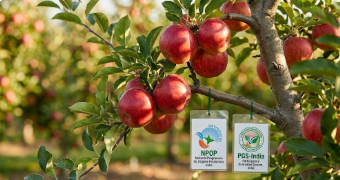 What Are the Biggest Pest and Disease Risks to Fruit Orchards on Managed Farmland and How Are They Controlled?