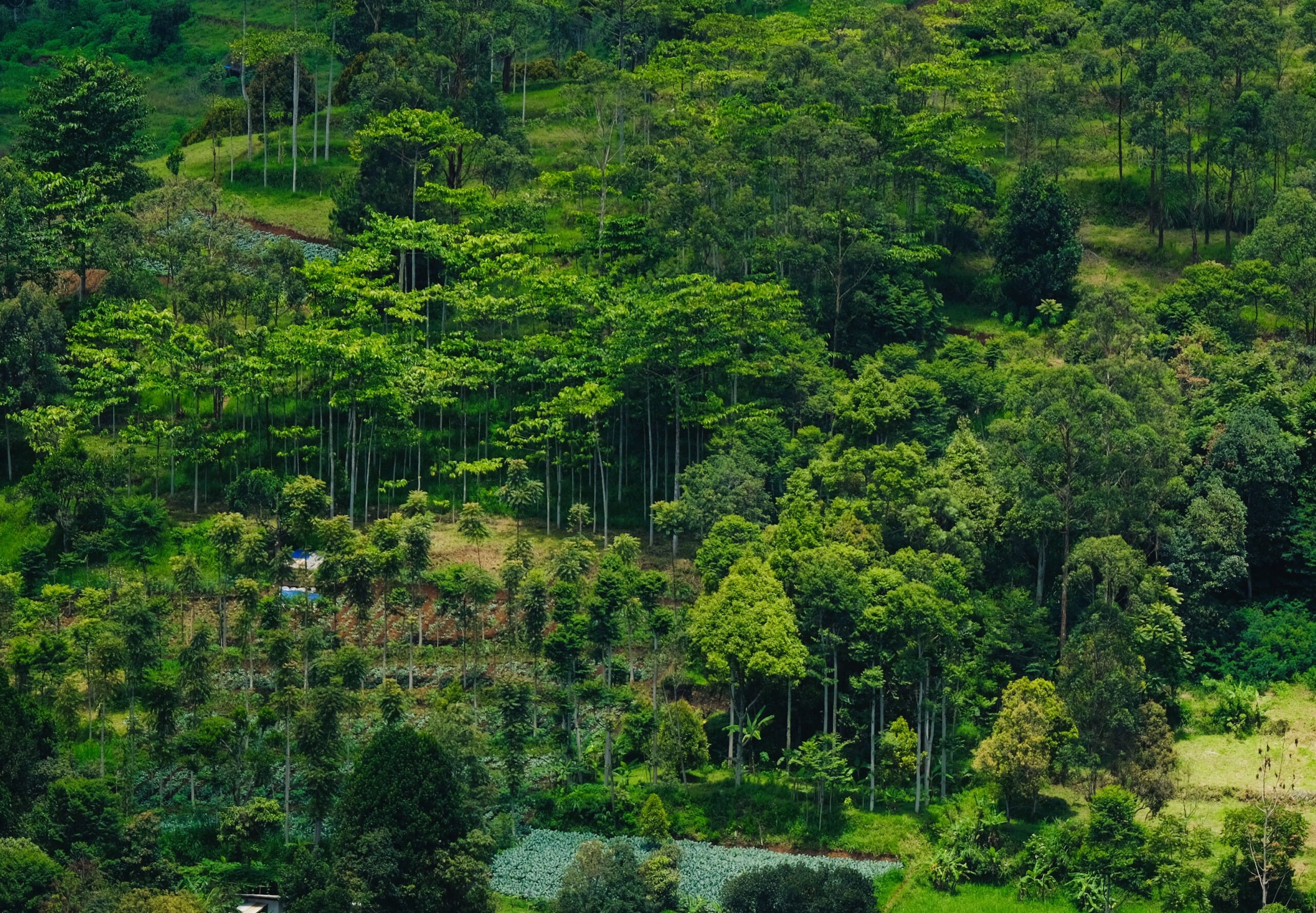 Agroforestry Explained: What Grows on Your Managed Farmland in Coorg