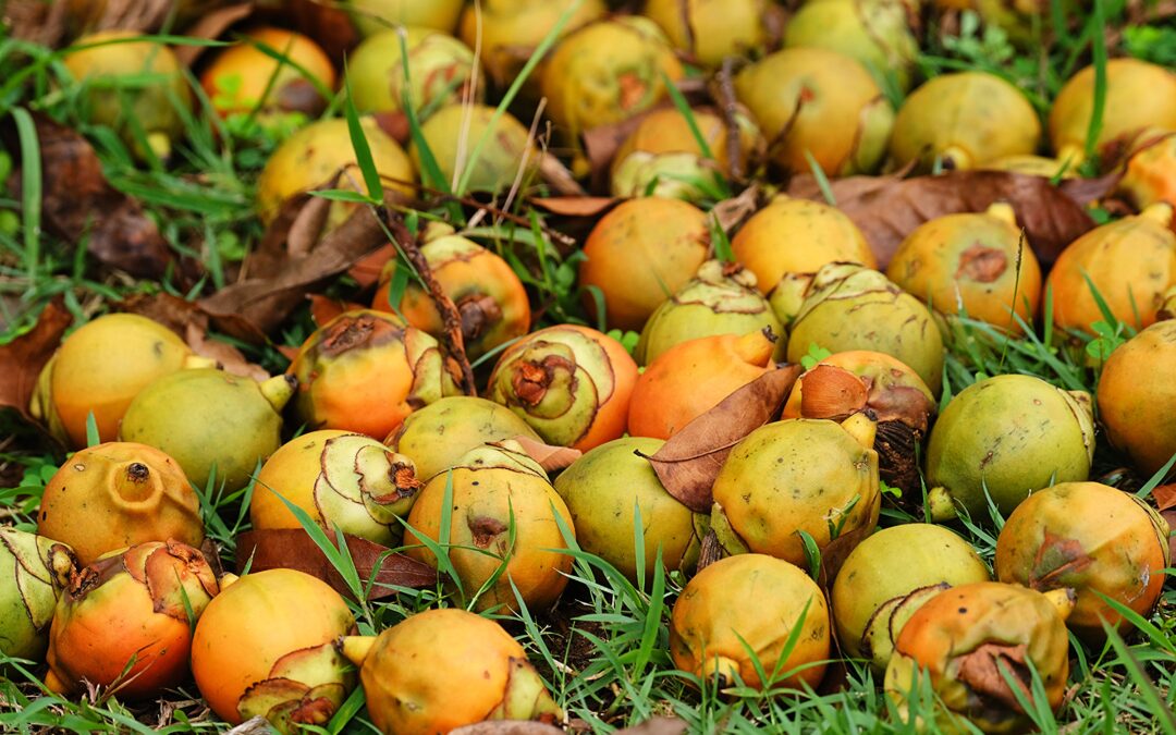 Arecanut Cultivation in Coorg: The Traditional Cash Crop That Still Generates Strong Estate Income