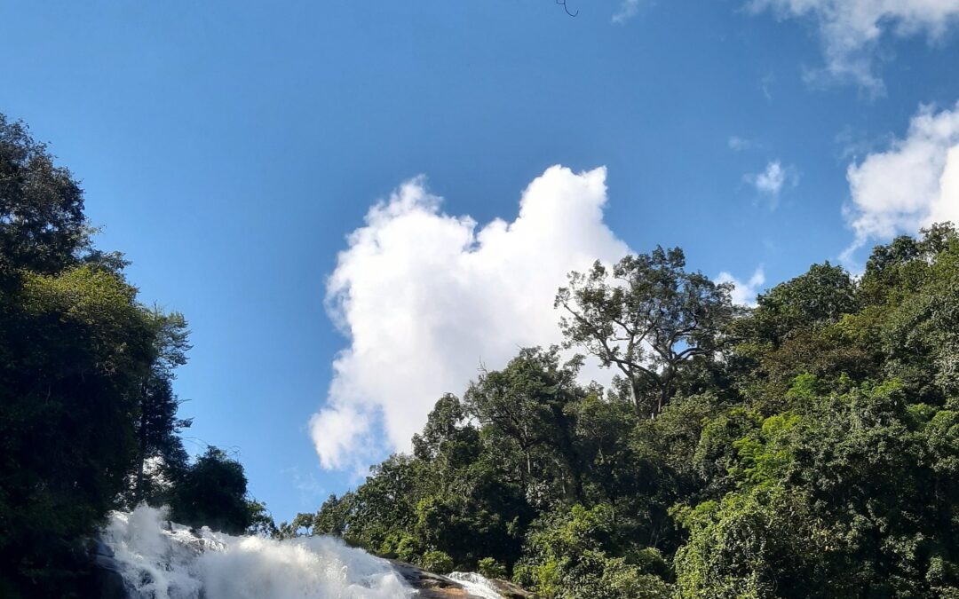Coorg Farmland in 2030: A Realistic Outlook for Investors Who Are Deciding Today