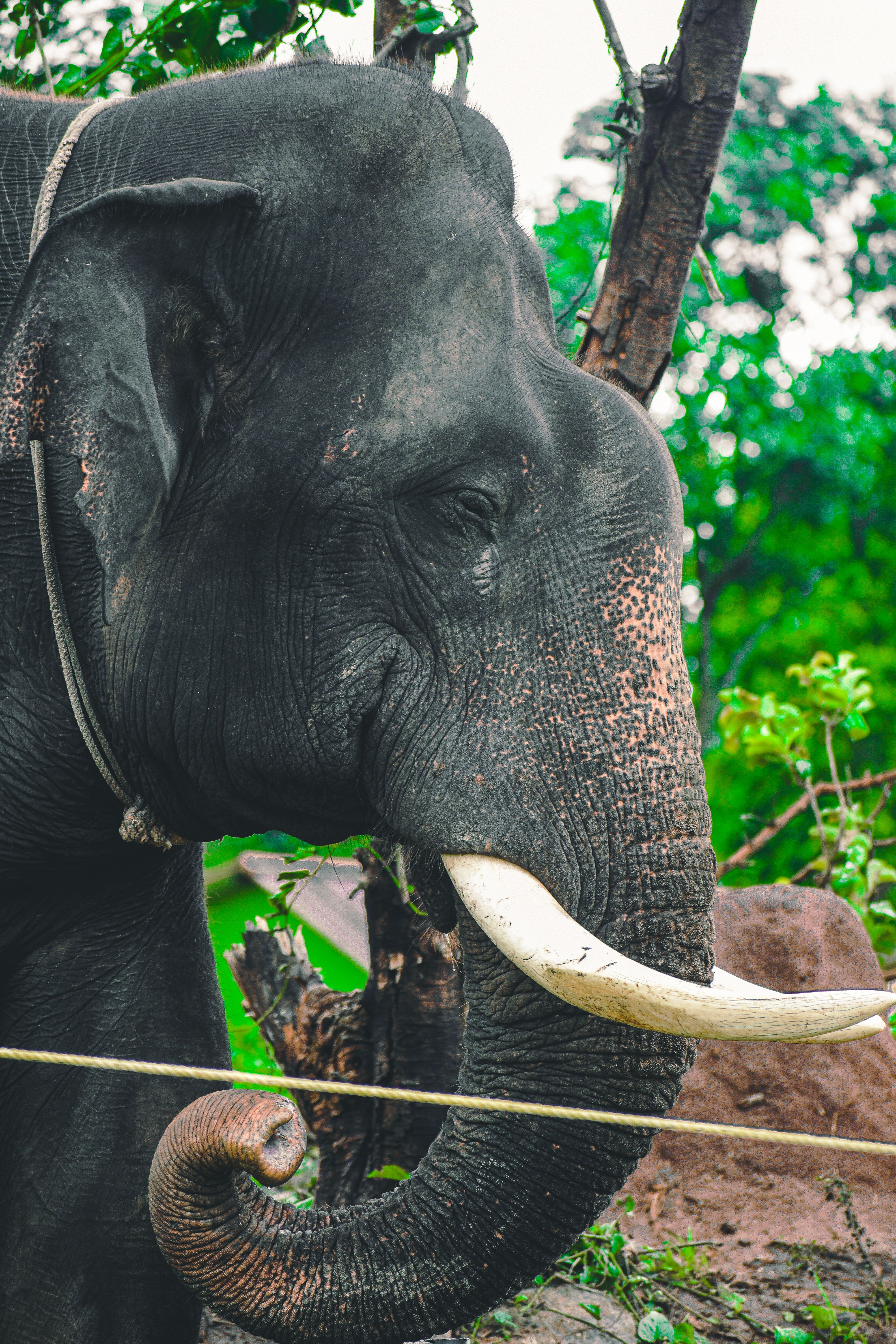 Dubare Elephant Camp: Entry Fee, Timings, and Visitor Guide