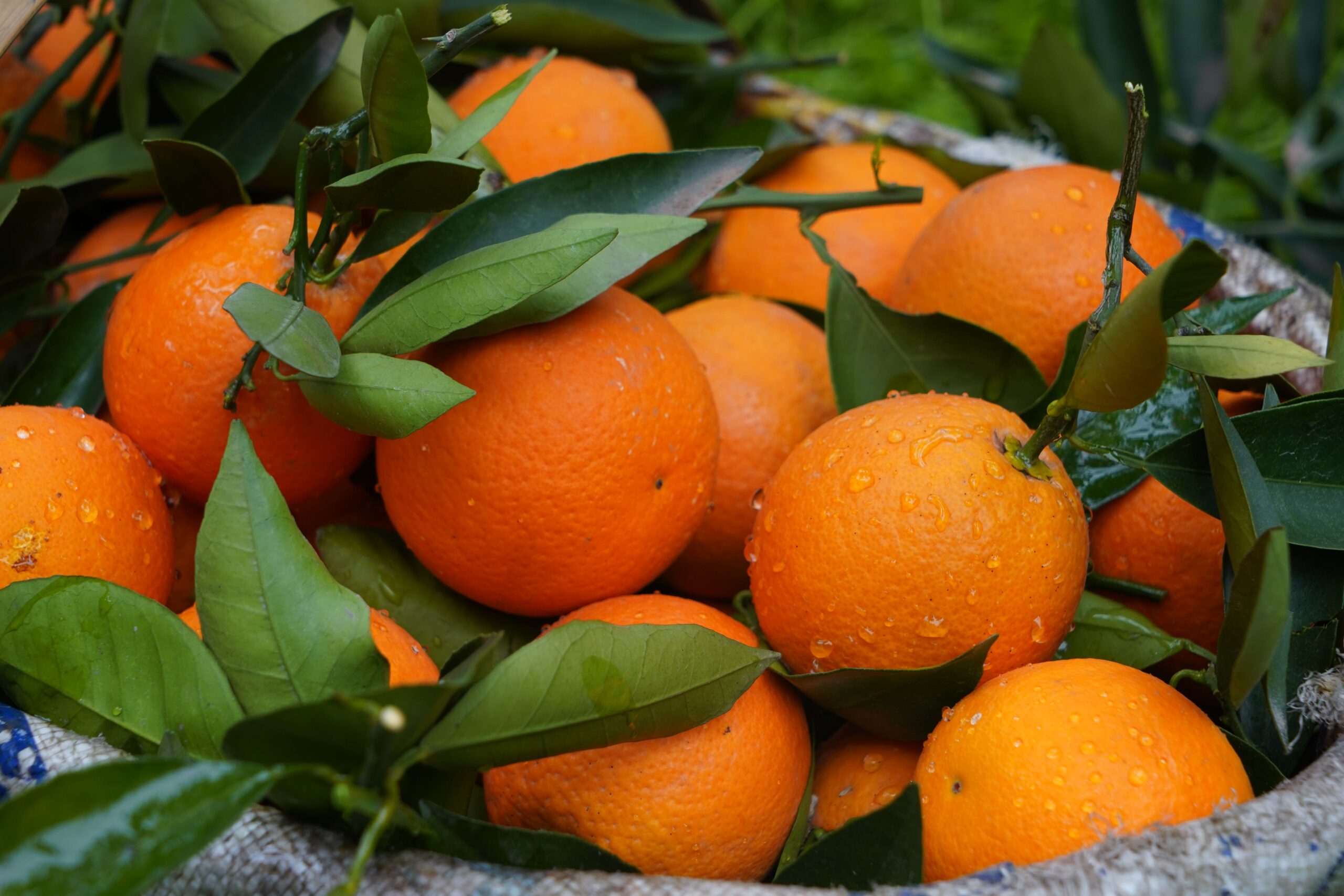 Coorg Orange Cultivation: The Distinctive Mandarin That Grows Nowhere Else in Karnataka